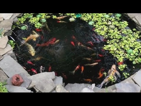 Fish Burglars Target Backyard Ponds For Valuable Japanese Koi In Maryland