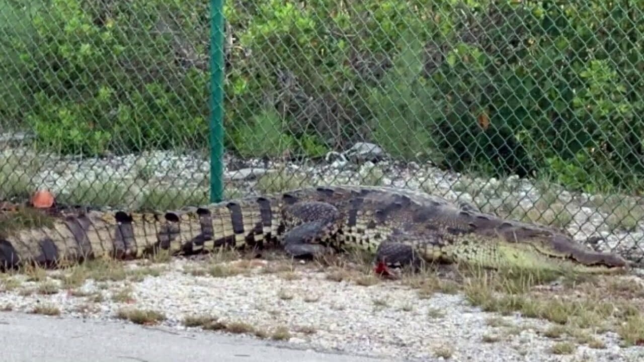 Florida Deputies Help Relocate Large Crocodile