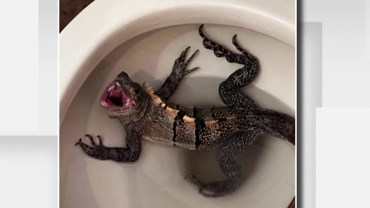 Florida Man Finds Hissing Iguana In His Toilet