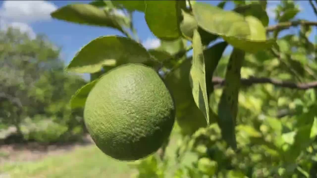 Florida’s Citrus Crop Will Be Smallest In Nearly 100 Years; Farmer Turns To Avocados