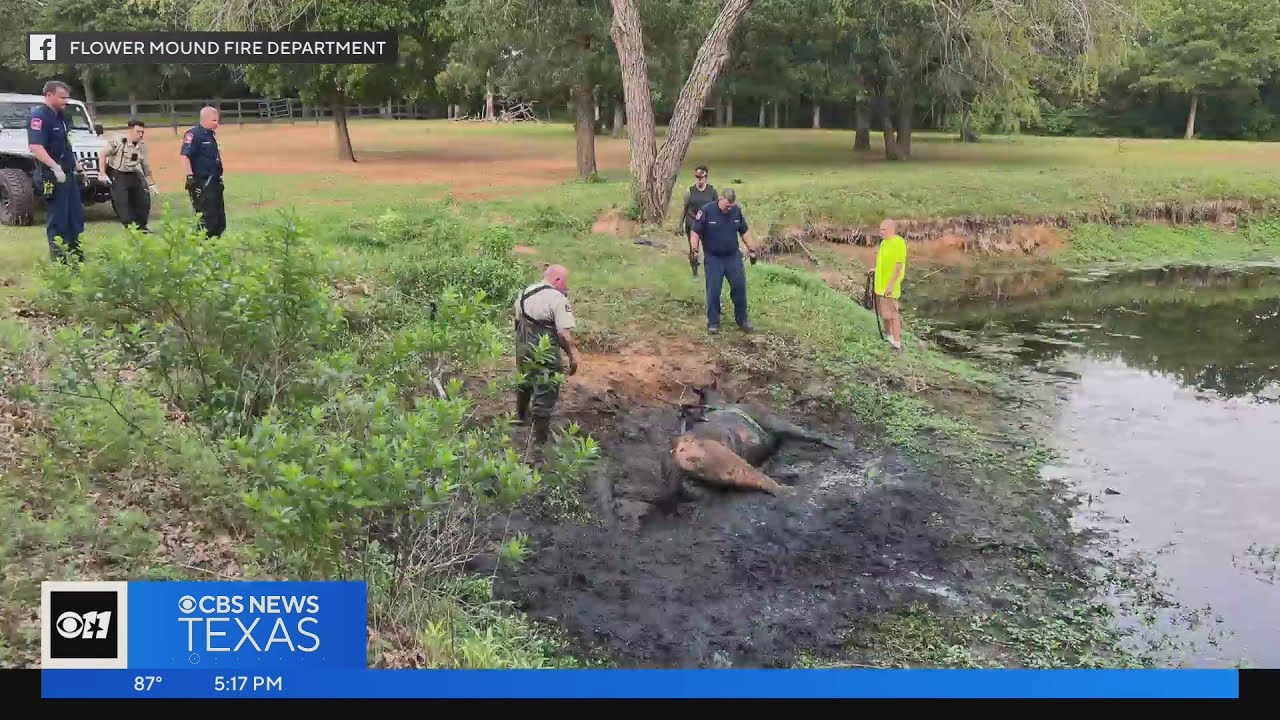 Flower Mound Firefighters Pull Horse From The Mud | Dallas News