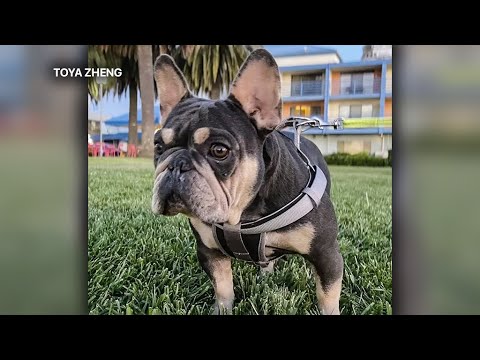 French Bulldog Stolen In Oakland