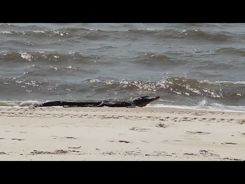 Gators Hit The Beaches In The Gulf Coast During Breeding Season | New Orleans News