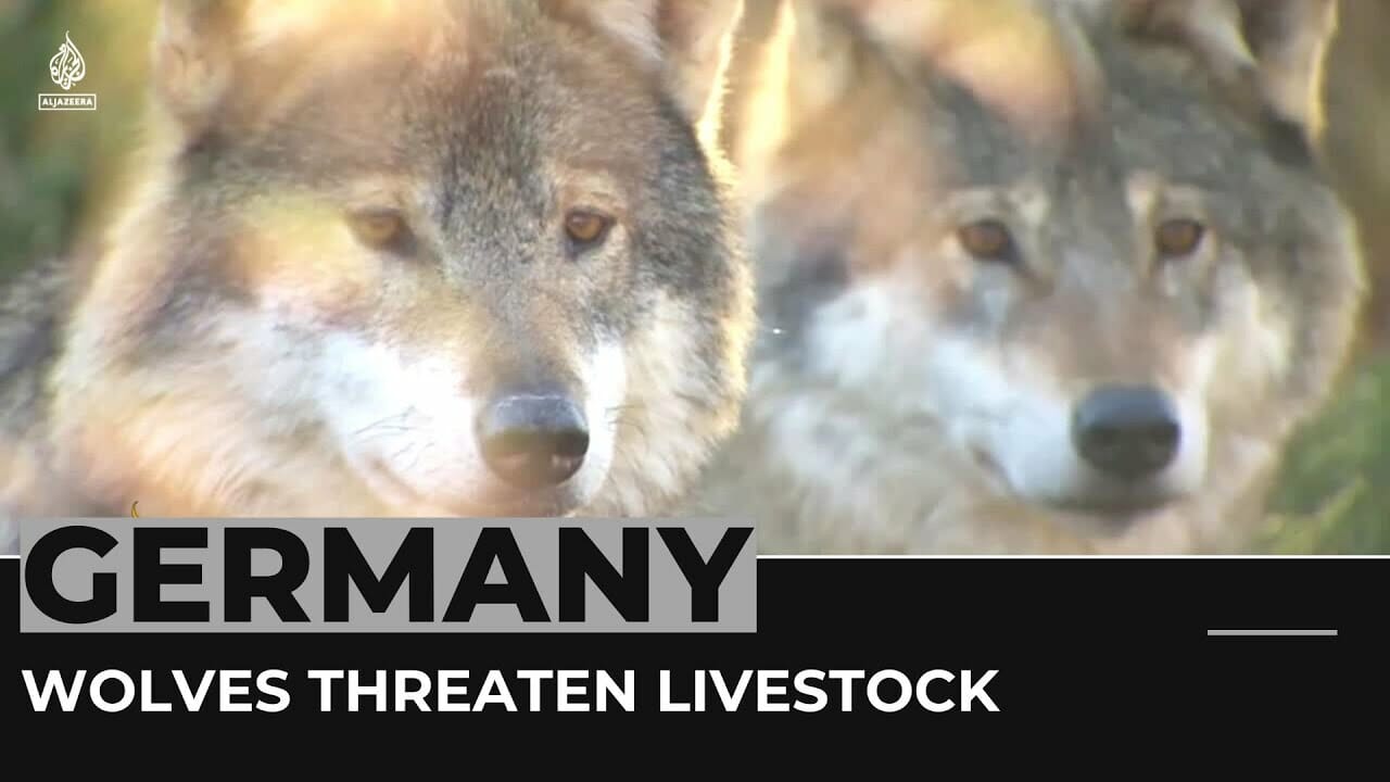 German Farmers Concerned About Livestock Amid Rising Wolf Attacks