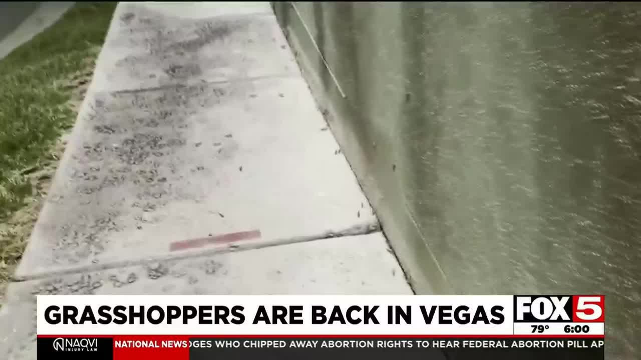 Grasshopper Invasion Once Again In Las Vegas?