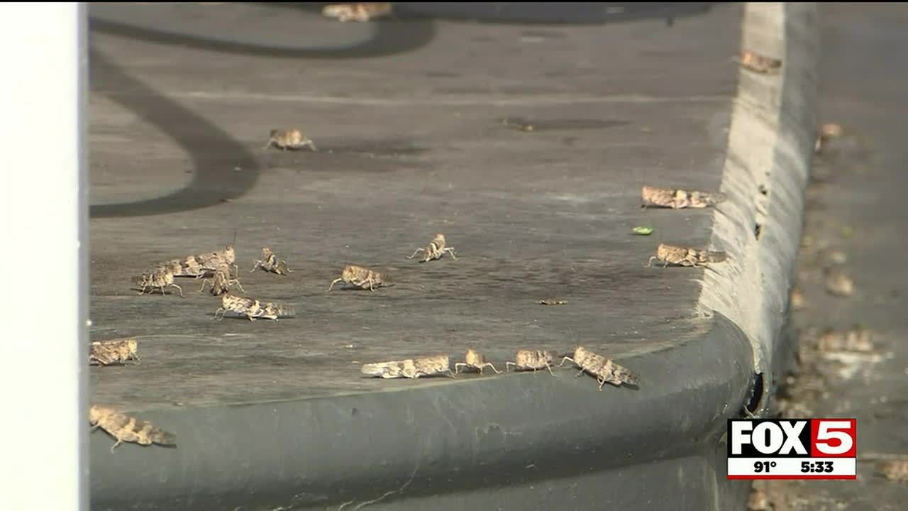 Grasshoppers Return To Las Vegas, But Will We See An Invasion Like 2019?