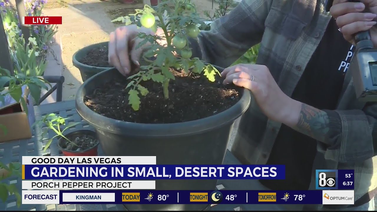 Green thumb tips for successful desert gardening