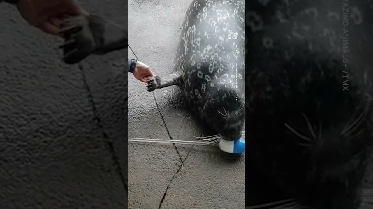 Harbor Seal Enjoys Relaxing Manicure At Saint Louis Zoo 🦭💅