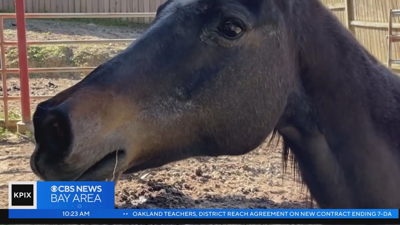 Healing through horses: Benefits of equine therapy