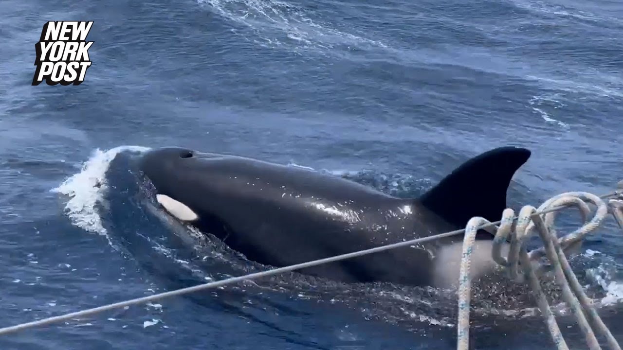 Horrifying Footage Shows Orcas Attacking British Couple’s Yacht | New York Post