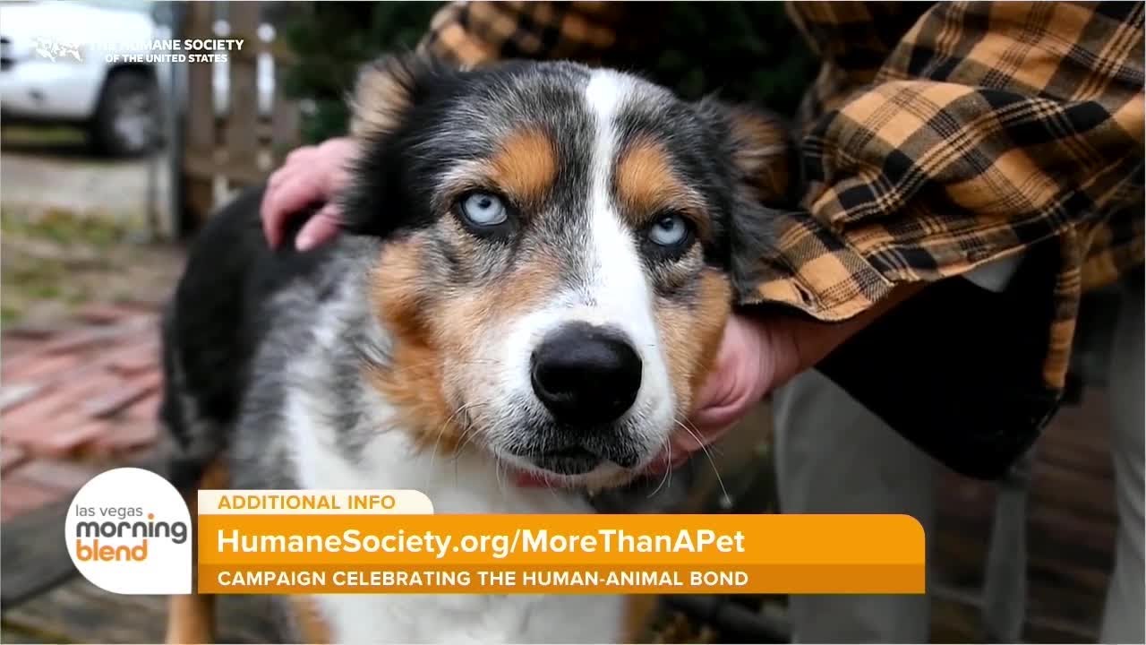 Humane Society Of The United States Addresses Pet Poverty Crisis