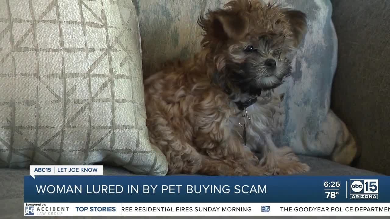 ‘i Think We’re Being Scammed’: Woman Lured In By Puppies In Pet Scam