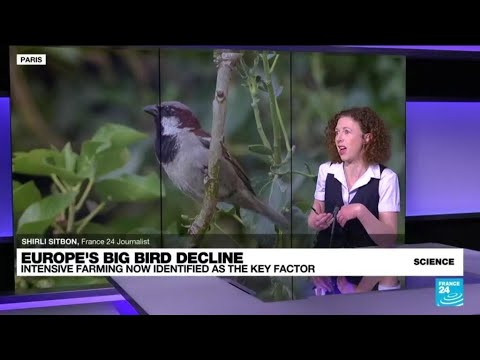 Intensive Farming Identified As Key Factor Behind Europe’s Bird Decline • France 24 English