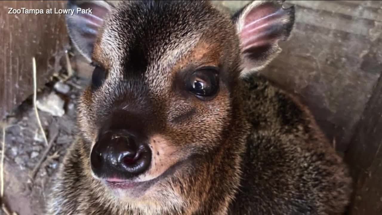 It’s A Baby Boom At Zootampa As 4 Different Animal Moms Give Birth