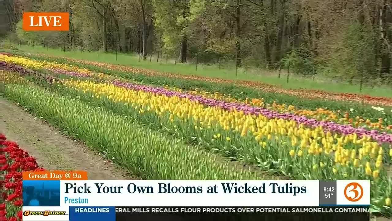 It’s A Great Day To Stop And Smell The Tulips