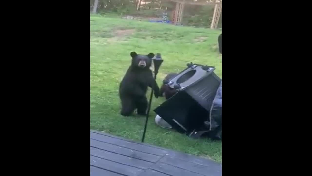 Iwitness Video: Bears Tackle Grill In Terryville