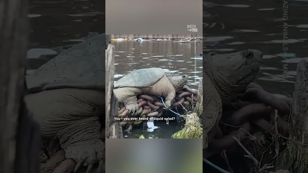 Kayakers Nickname Giant Snapping Turtle ‘chonkosaurus’