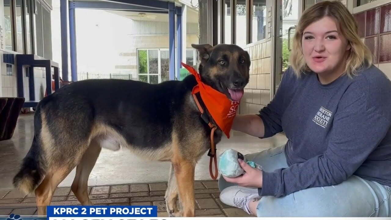 Kprc 2 Pet Project: Meet Lasso, The Pup Who’s Ready To Capture Your Heart | Houston