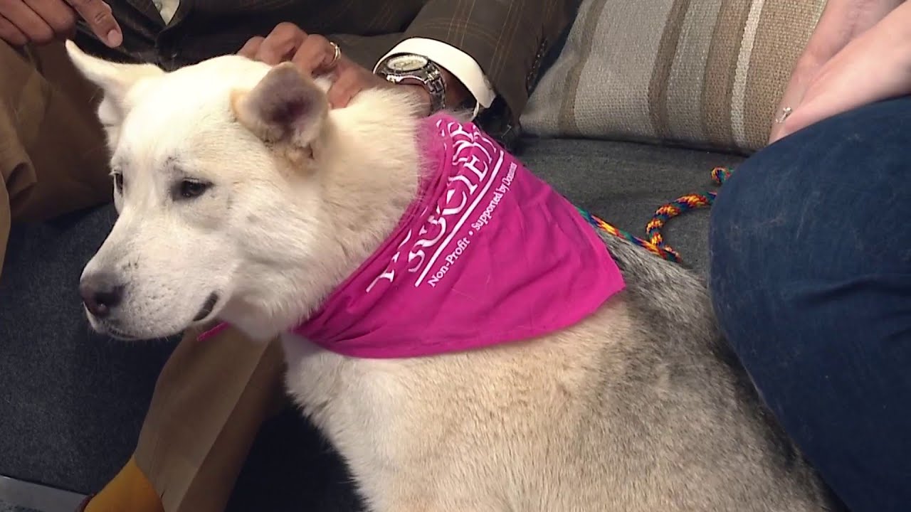 Kprc 2 Pet Project: Meet Peaches! | Houston