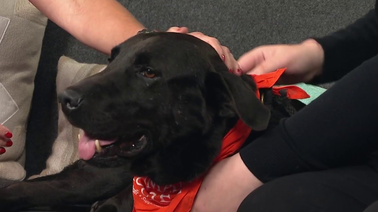 Kprc 2 Pet Project: Meet Venison, The Pup Who Wants To Snuggle With You | Houston