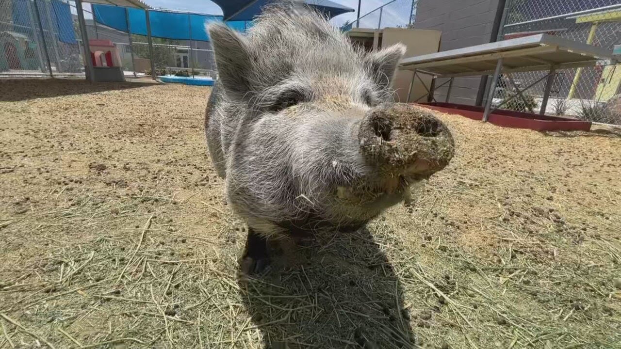 Las Vegas Elementary Students Care For More Than 150 Animals On Campus