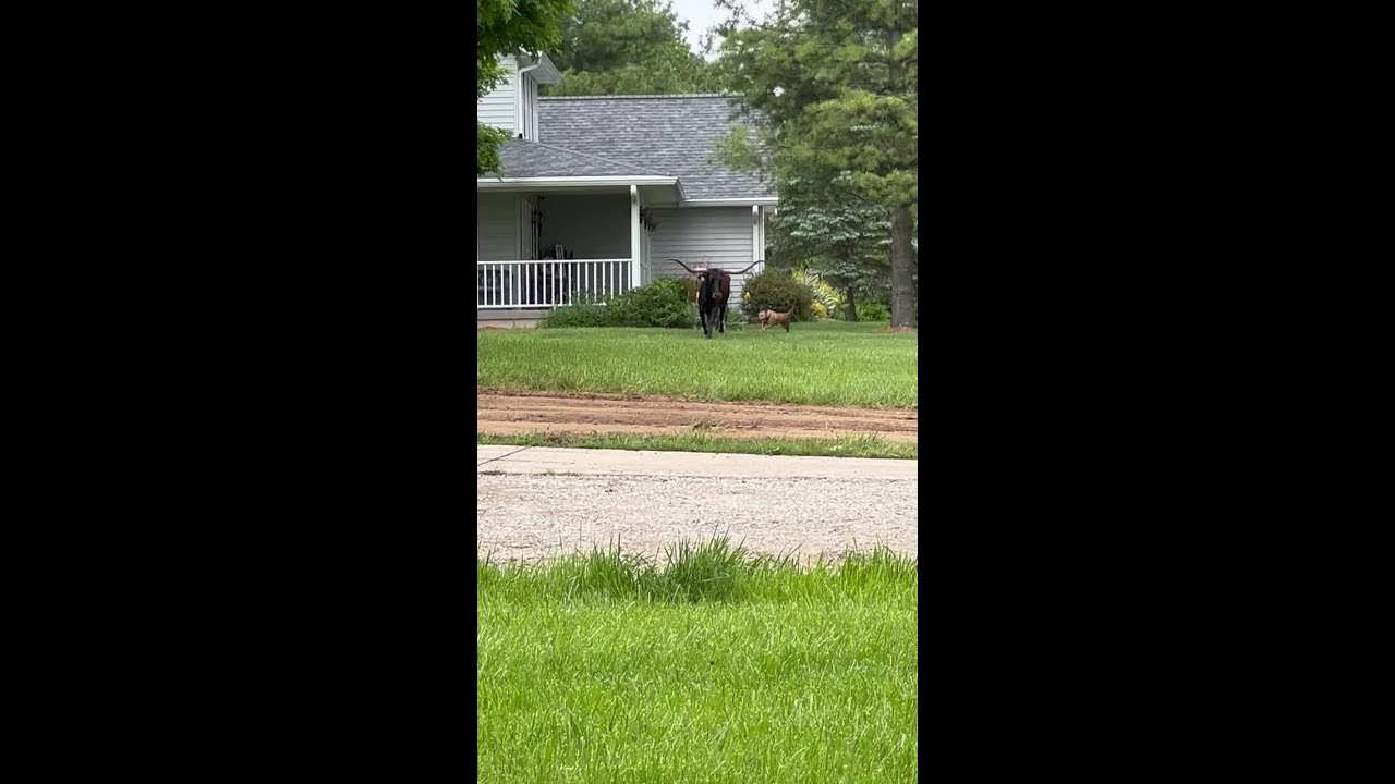 Loose Longhorns In Fairfield Township On Princeton Road.