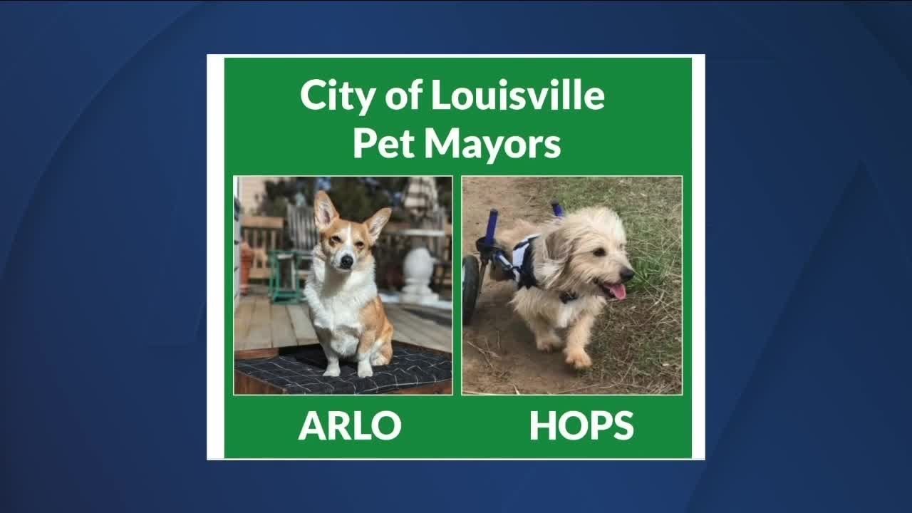 Lousiville Picks Pet Co Mayors