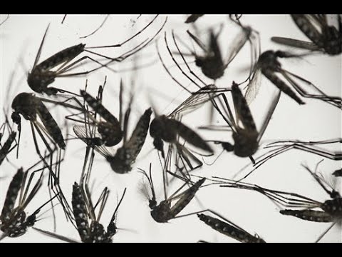 Maricopa County Sees Highest Number Of West Nile Virus Infections Since 2004, New Record