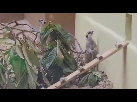 Meerkats Return To The San Antonio Zoo