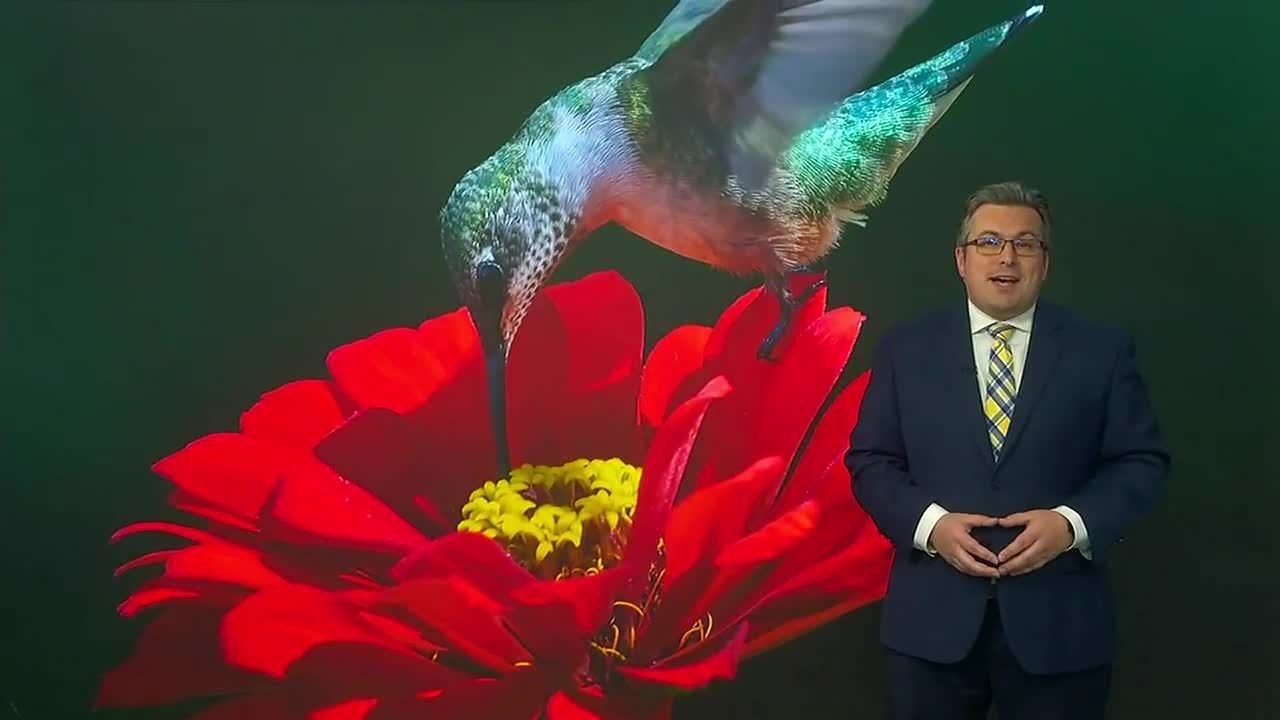 Moment Of Science: Hummingbirds