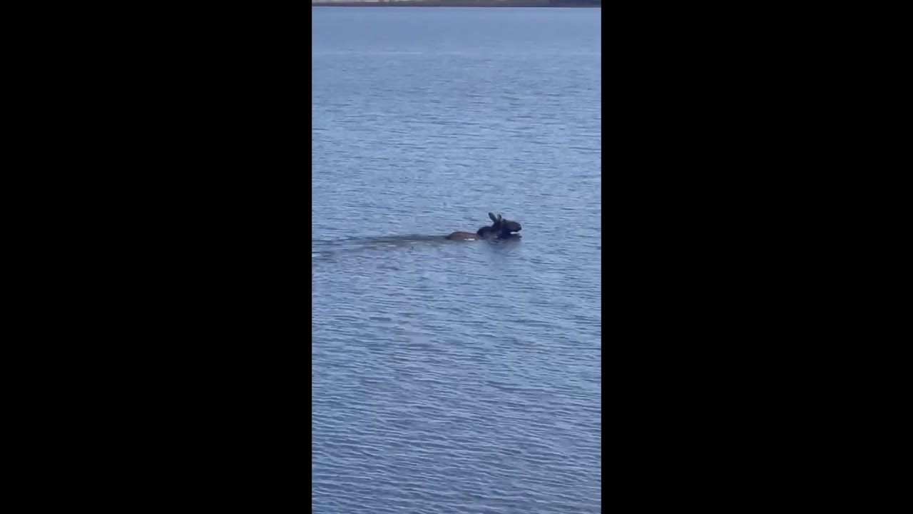 Moose Takes A Swim In North Dakota Lake | Houston