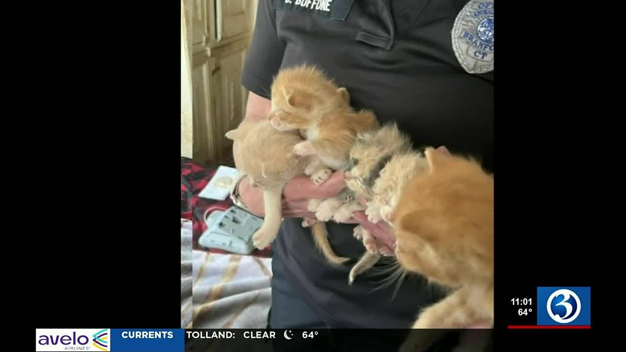 More Than 40 Cats Rescued From Poor Conditions At Derby Home