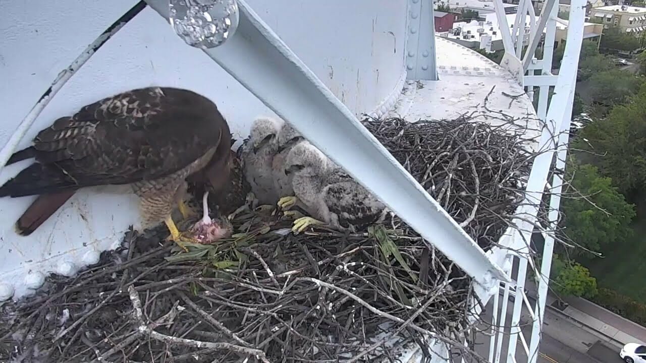 Mother Hawk Feeds Chicks Atop Water Tower In California | Houston