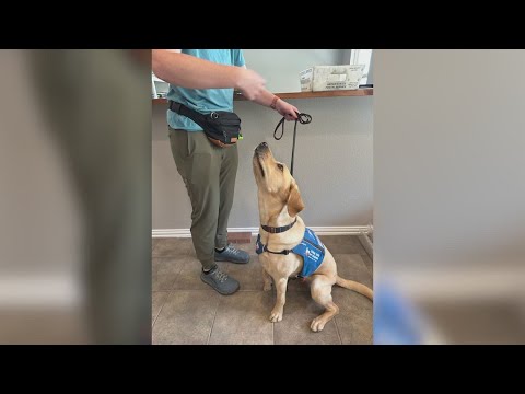 Nonprofit Is Looking To Help People In Need Of A Guide Dog