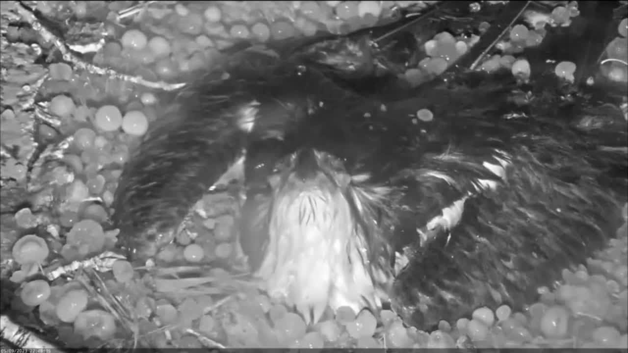 Osprey Protecting Her Eggs From Hail Storm Captures Hearts Ahead Of Mother’s Day