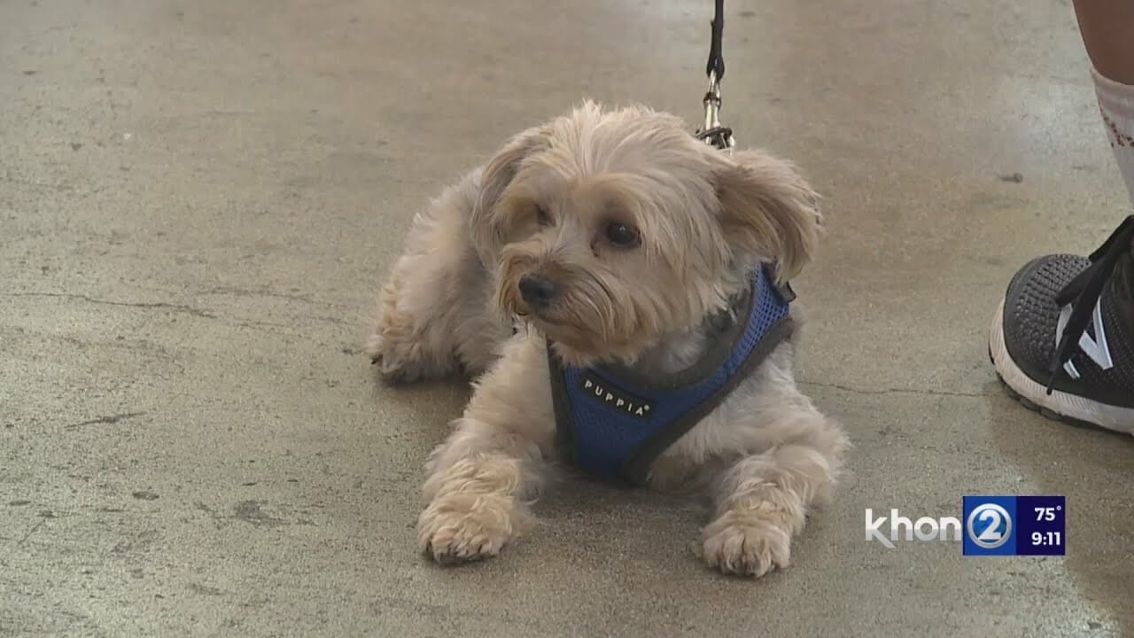 Pet Expo Is Calling All Humans And Their Pets!