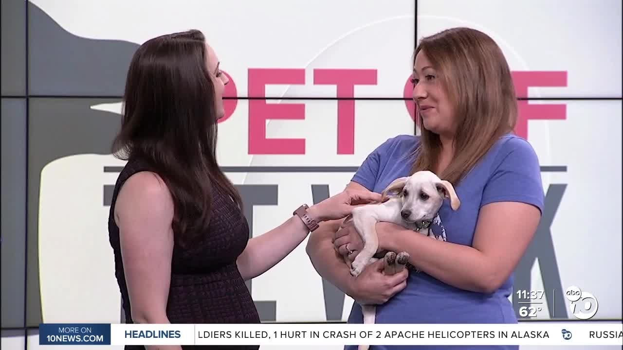 Pet Of The Week: Loretta | San Diego News