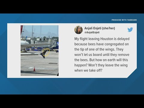 Plane Taking From Houston Delayed By… Bees