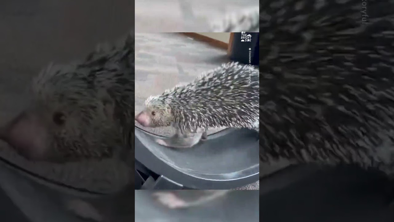 Porcupine Enjoys A Workout At The Cincinnati Zoo