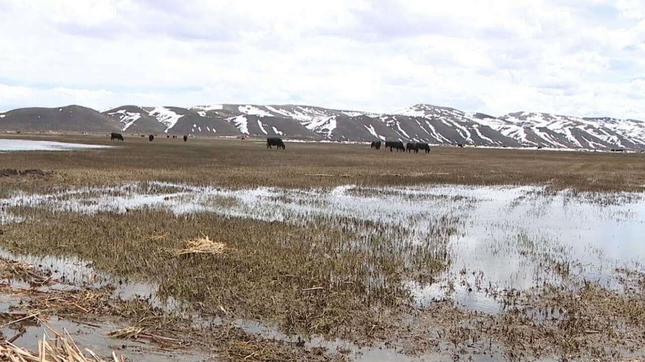 Ranchers Assess Damage From Long Winter, Wet Spring | Utah News