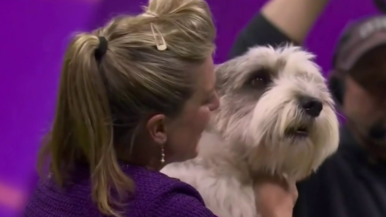 Rare Dog Breed Takes Top Honors At Westminster Kennel Club Dog Show | Detroit News