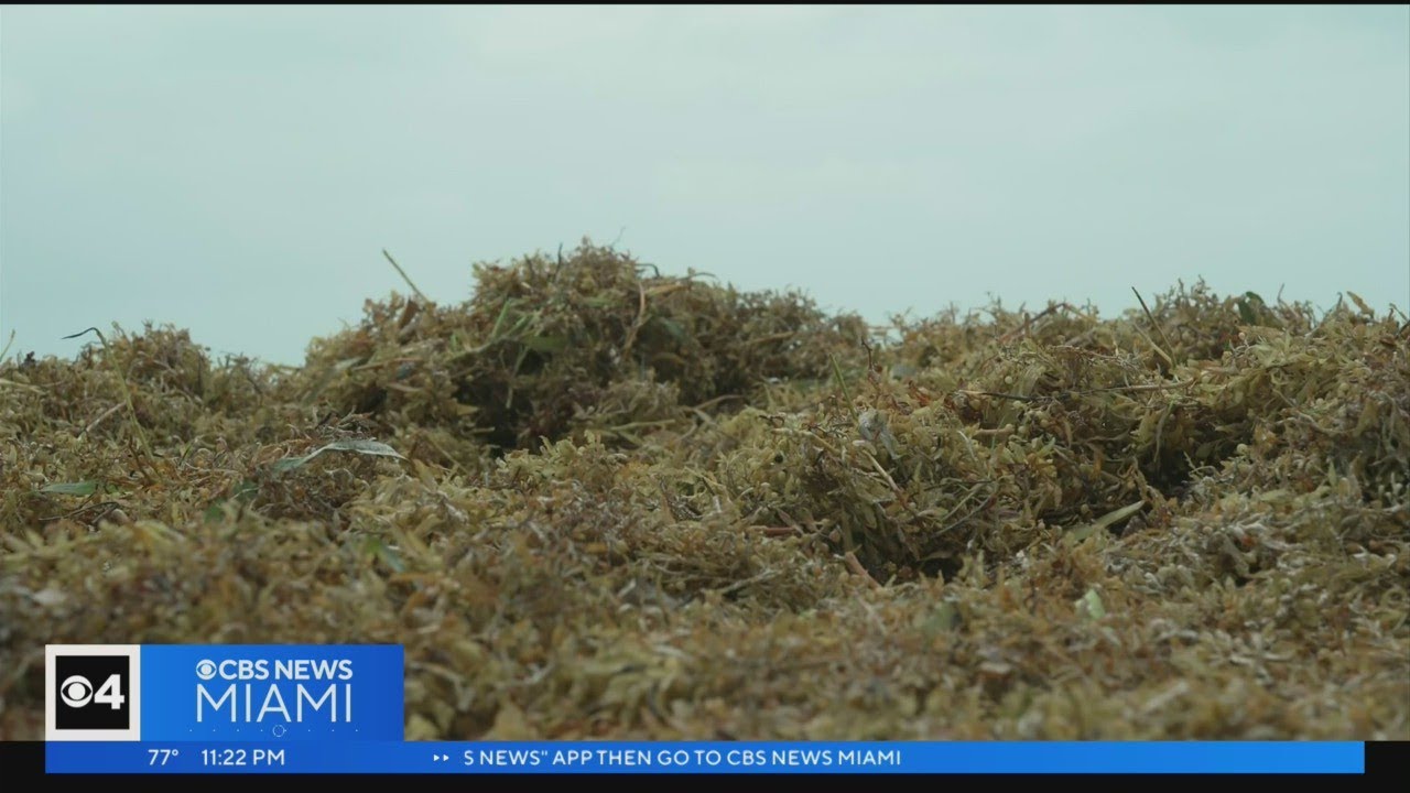 Record Breaking Blob Of Smelly Seaweed Arriving In Key West