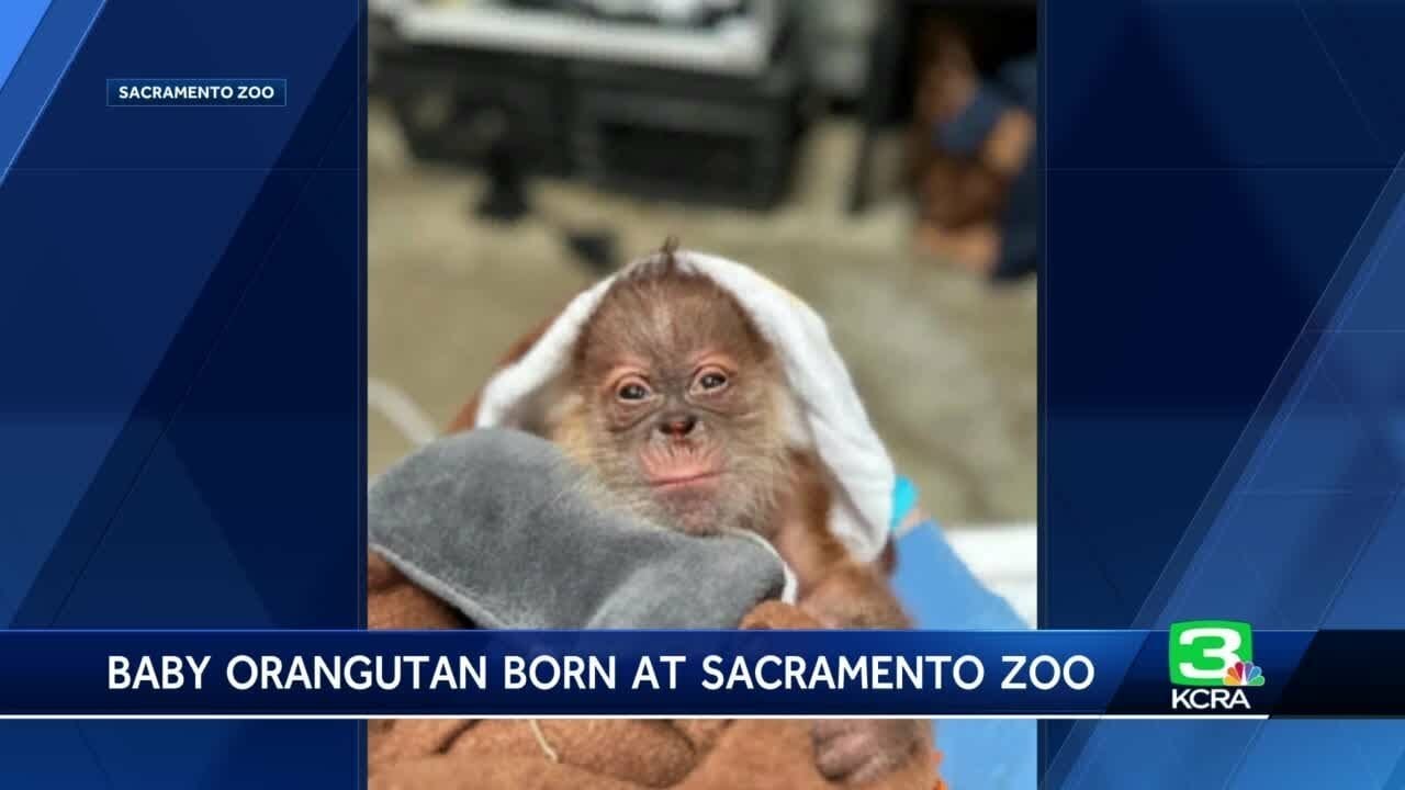 Sacramento Zoo Announces Sumatran Orangutan Birth; 1st Since 1981