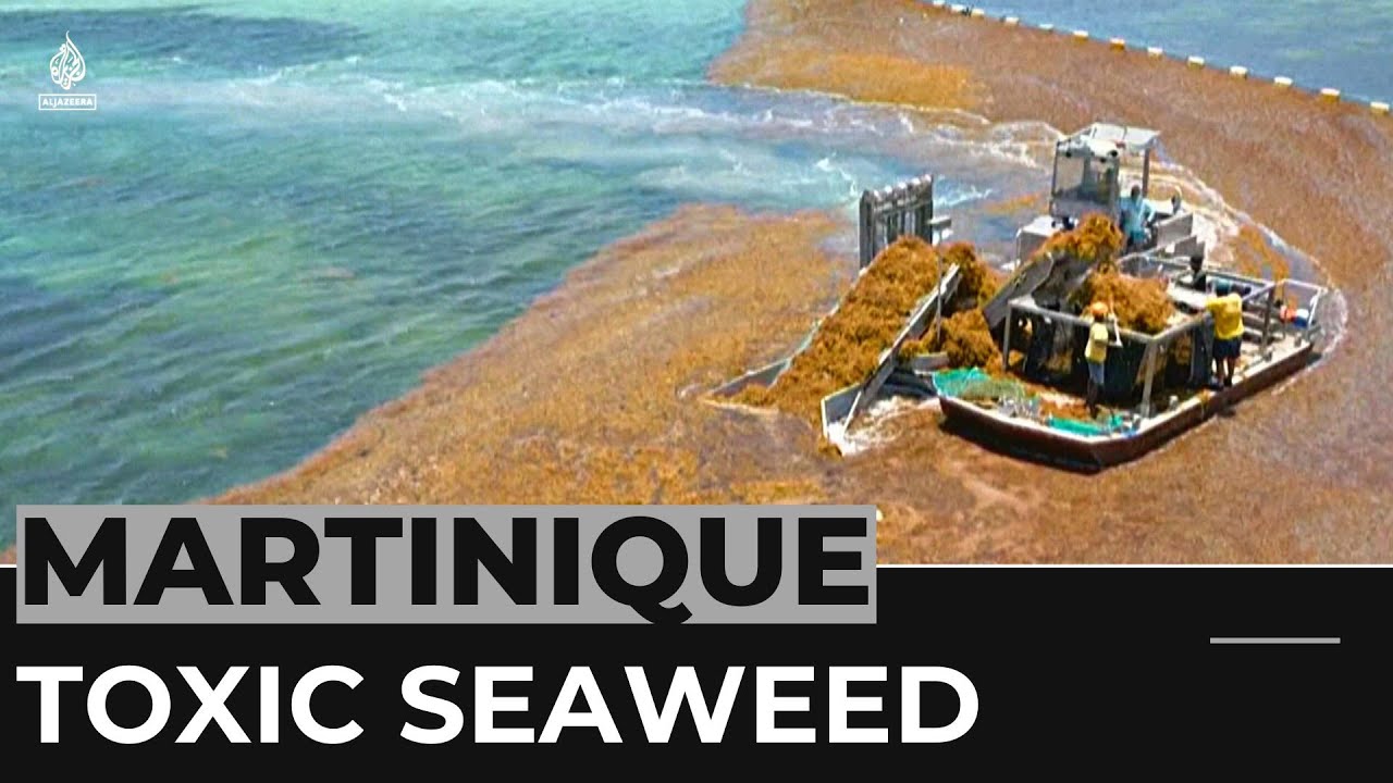 Sargassum crisis: Fishermen in Martinique develop solutions