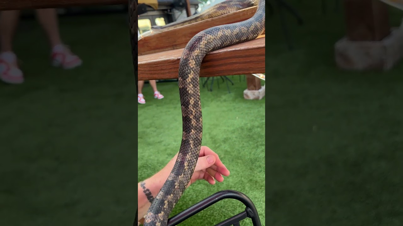 Scary Video Shows Snake Slithering Onto Dad Andrew Tyler Madison’s Lap At Texas Restaurant #shorts