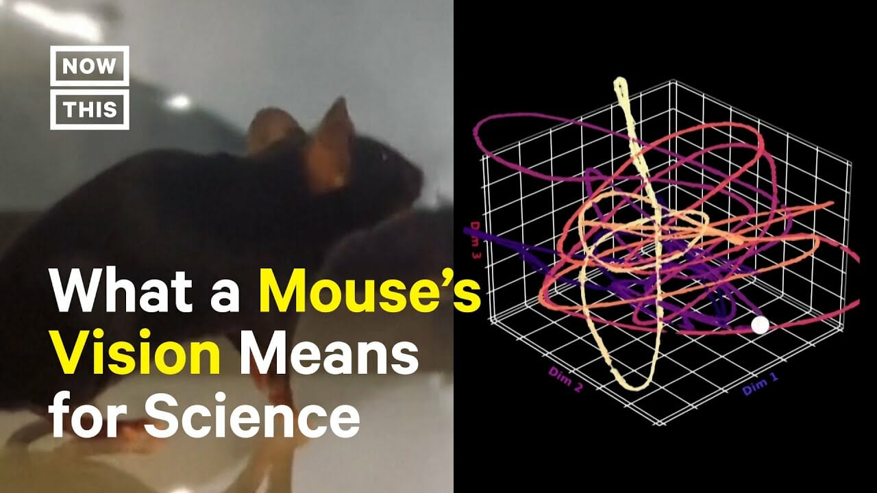 Scientists See Through The Eyes Of A Mouse For First Time