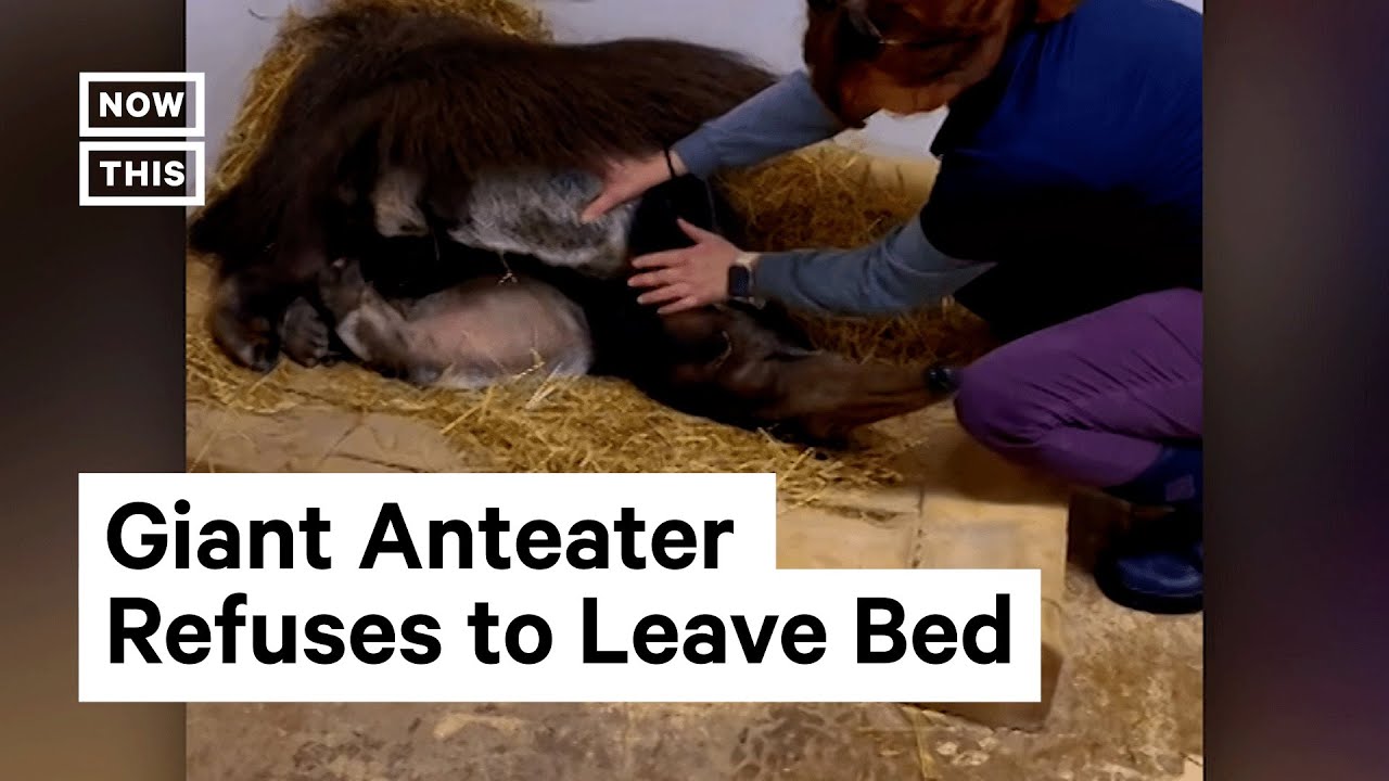 Sleepy Anteater Refuses To Leave Bed