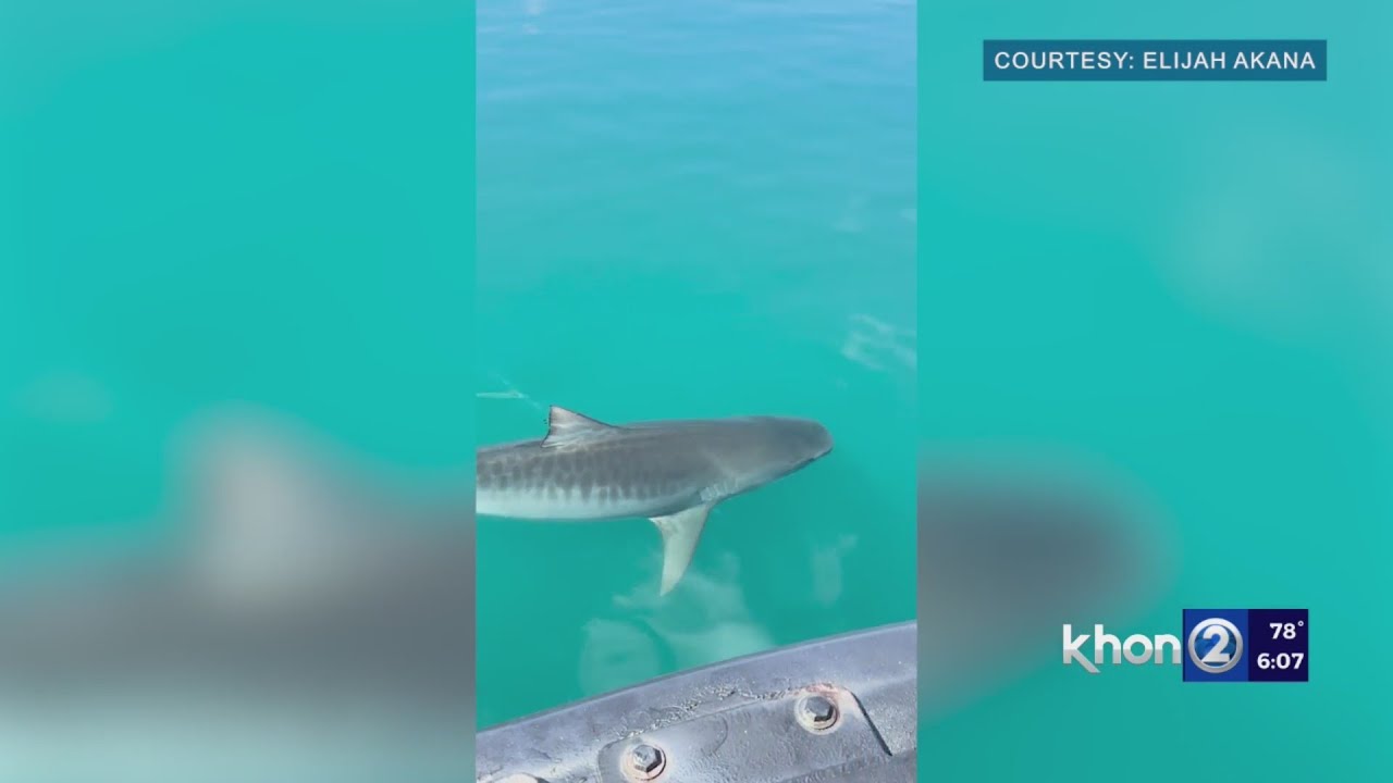 Slew Of Shark Sightings Reported Close To Shore