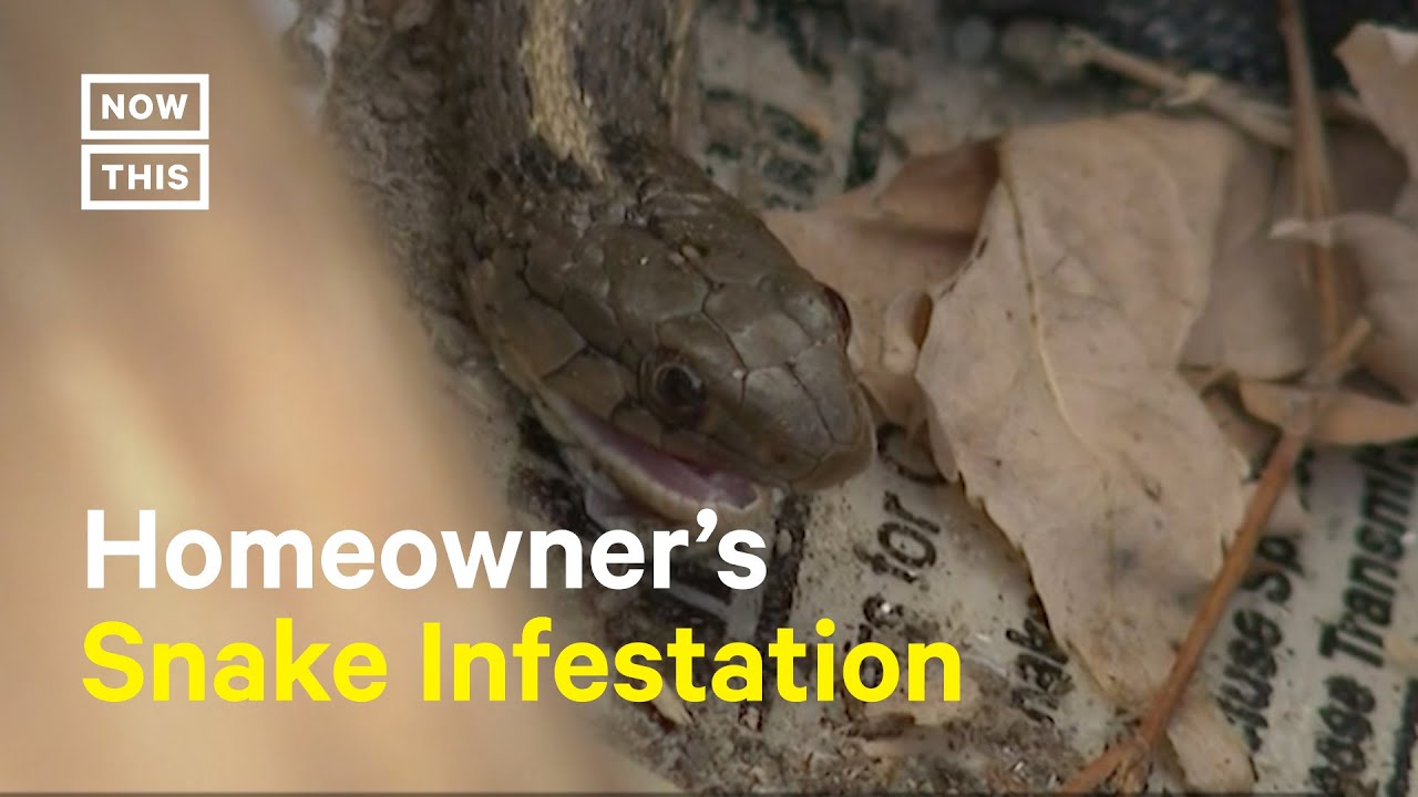 Snakes In The Walls: Denver Homeowner’s Horrifying Discovery