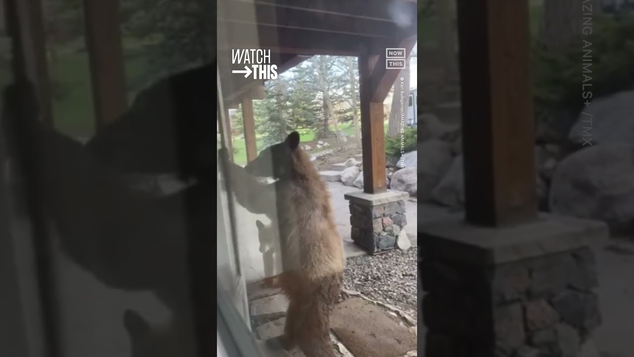 Sneaky Bear Attempts To Creep Into Colorado Home